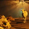 Houses and crops destroyed; Cops suspended over ‘illegal beef sale’ in Rajasthan