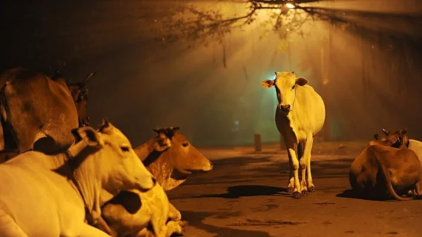 Houses and crops destroyed; Cops suspended over ‘illegal beef sale’ in Rajasthan