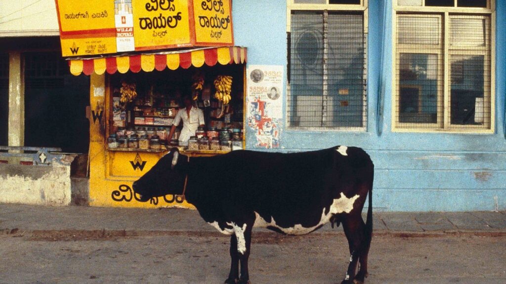 cow Eid
