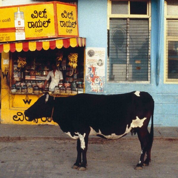 cow Eid