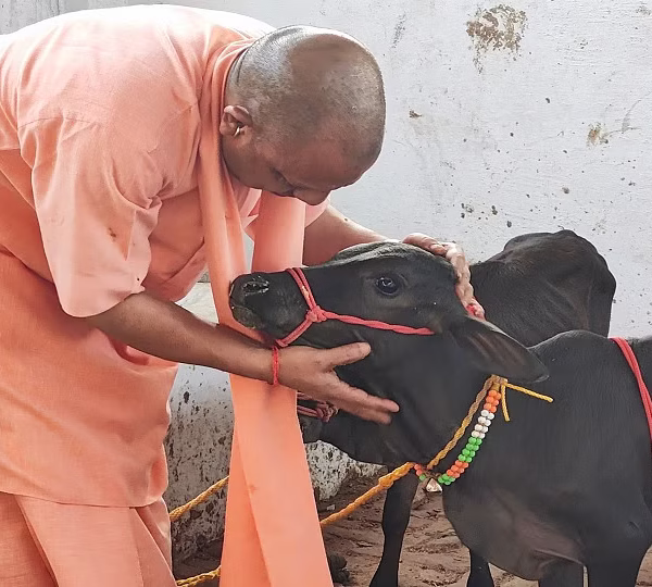 yogi adityanth cow