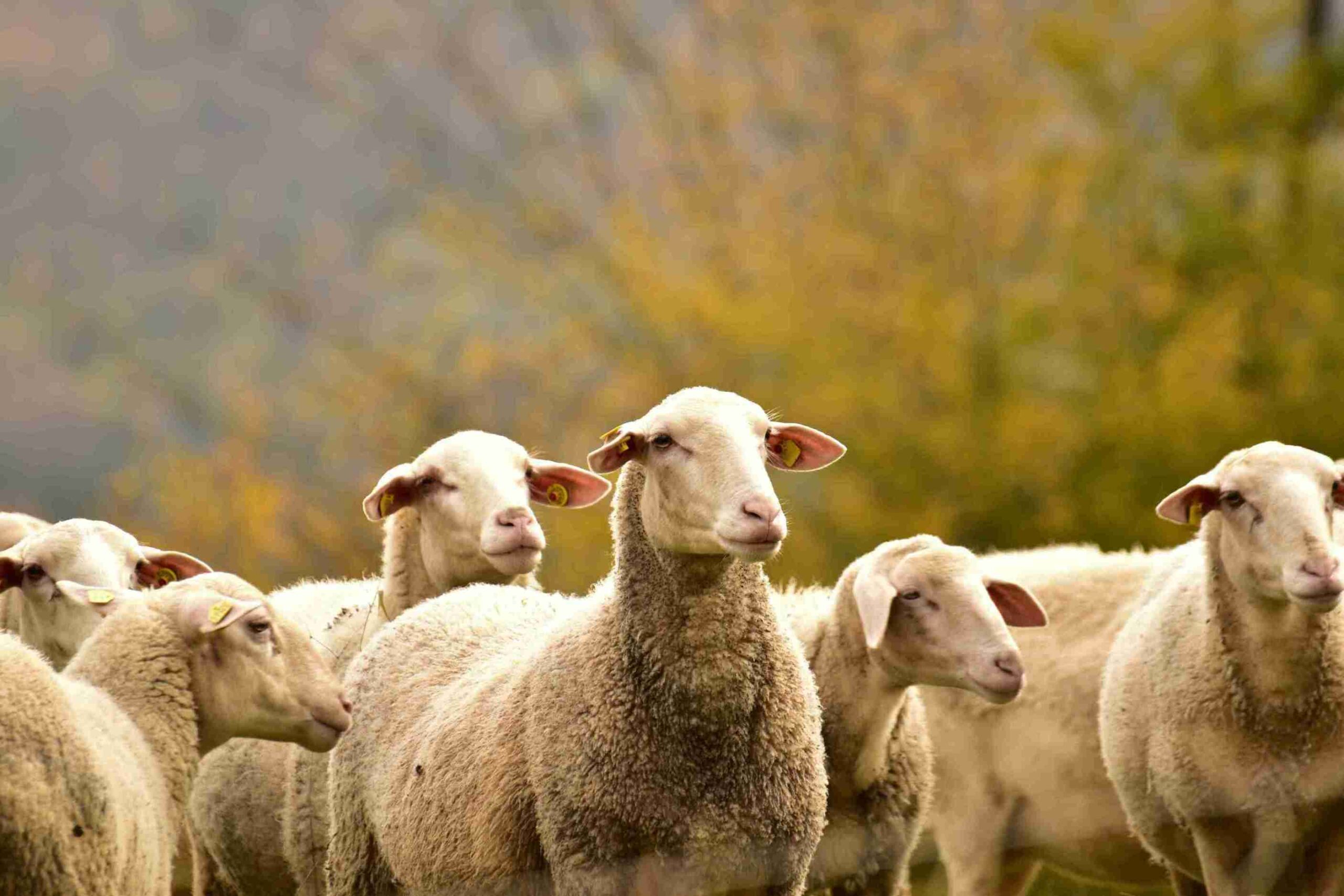 sheep eid