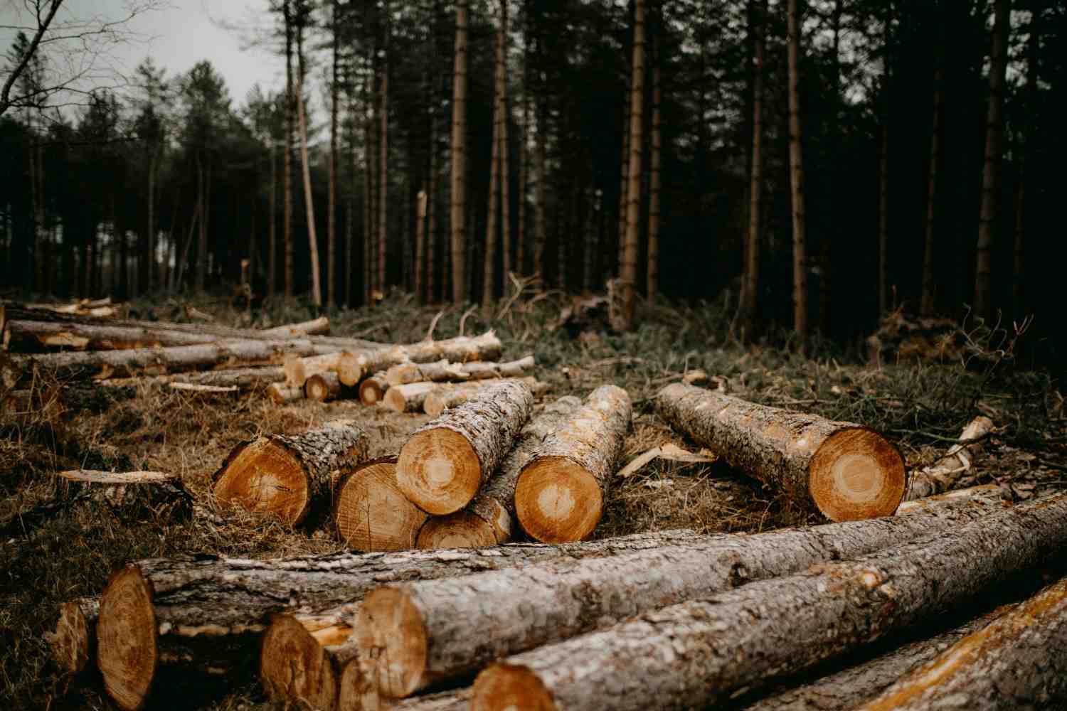 1000373991 Kashmir,Kashmir trees,Climate Change