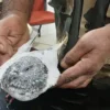 Pigeon jammu