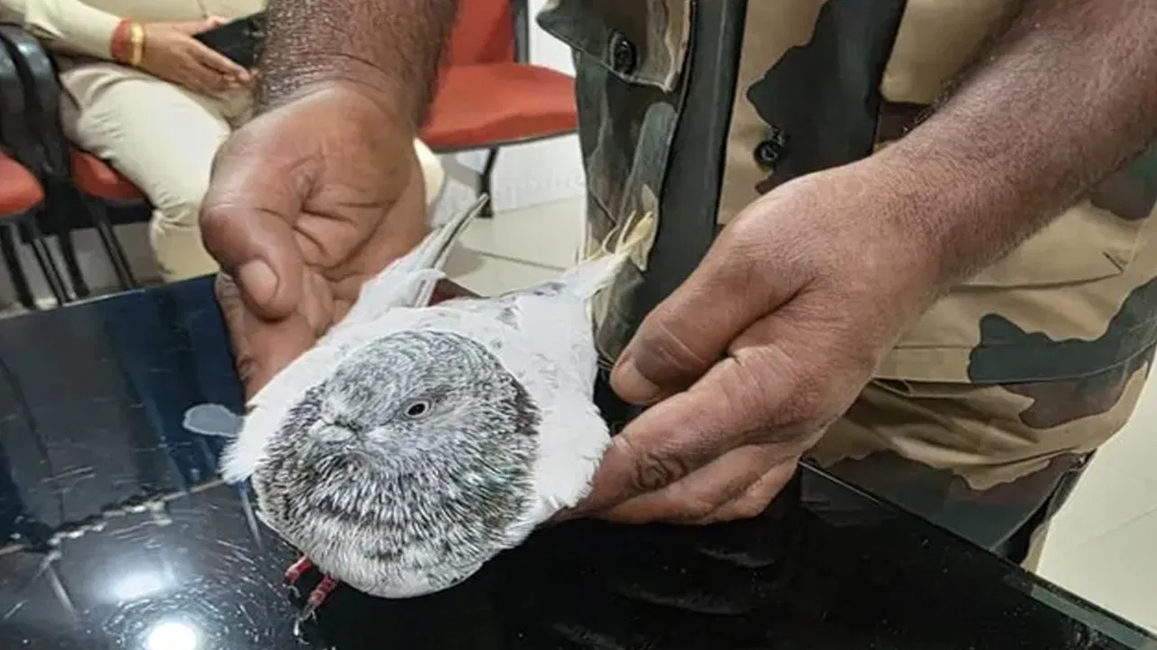 Pigeon jammu