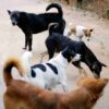 stray dogs