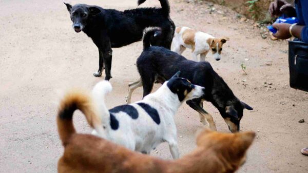 stray dogs
