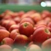 apple kashmir