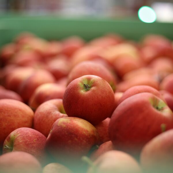 apple kashmir