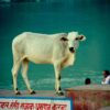 cow india