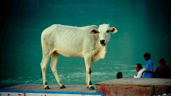 cow india
