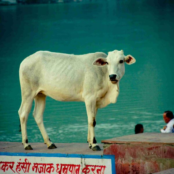 cow india