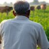 dalit cow