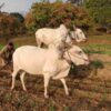 India Records One Farmer or Agricultural Worker Suicide Every Hour in 2023: NCRB