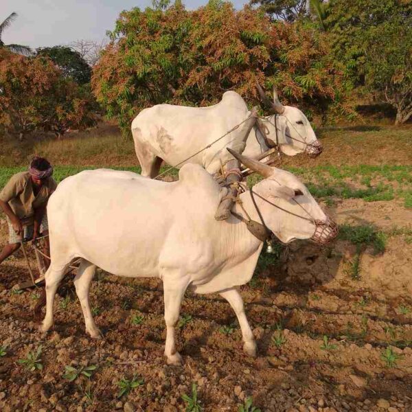 India Records One Farmer or Agricultural Worker Suicide Every Hour in 2023: NCRB