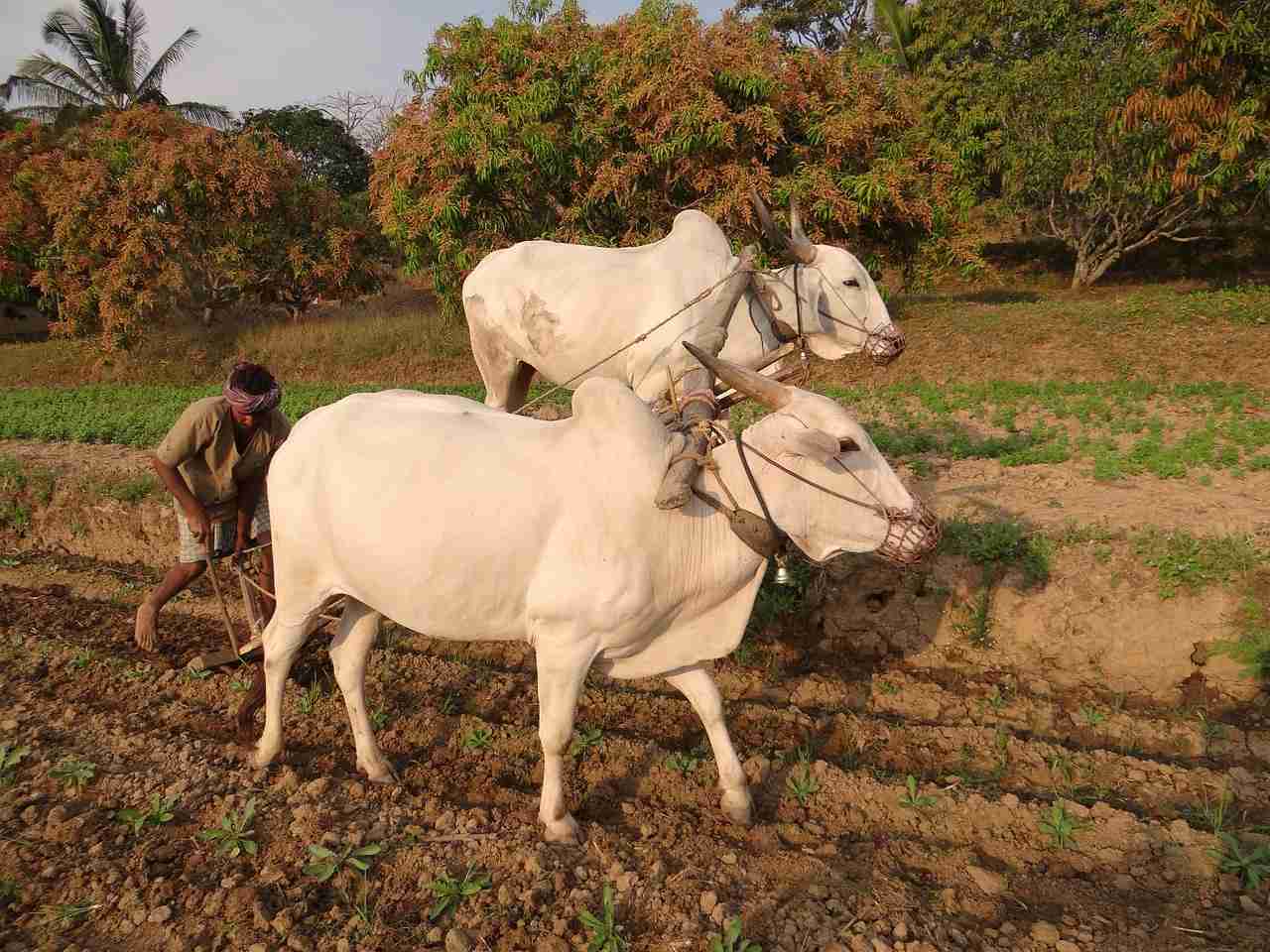 India Records One Farmer or Agricultural Worker Suicide Every Hour in 2023: NCRB