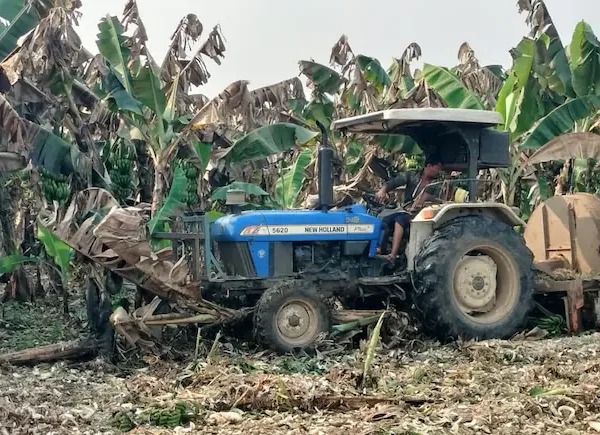 Madhya Pradesh banana