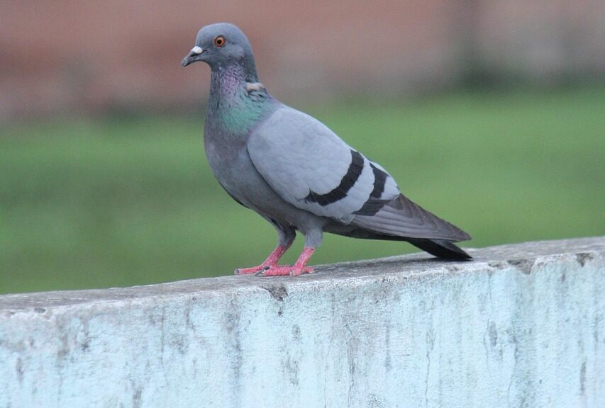 Suspicious Pigeon Found Near LoC in Jammu’s Akhnoor Sector