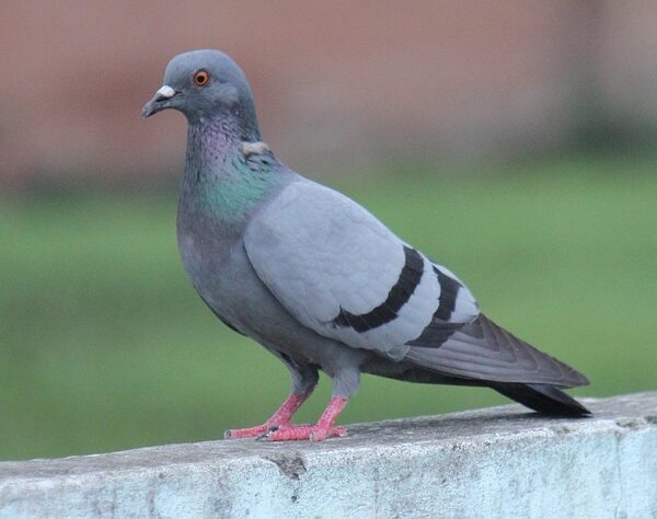 Suspicious Pigeon Found Near LoC in Jammu’s Akhnoor Sector