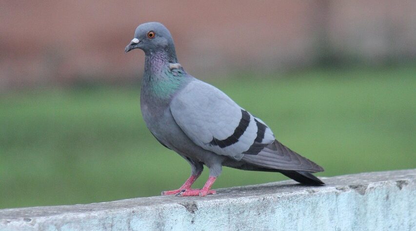 Suspicious Pigeon Found Near LoC in Jammu’s Akhnoor Sector