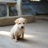 Mumbai Police Book Man for Sexual Assault, Puppy Abuse