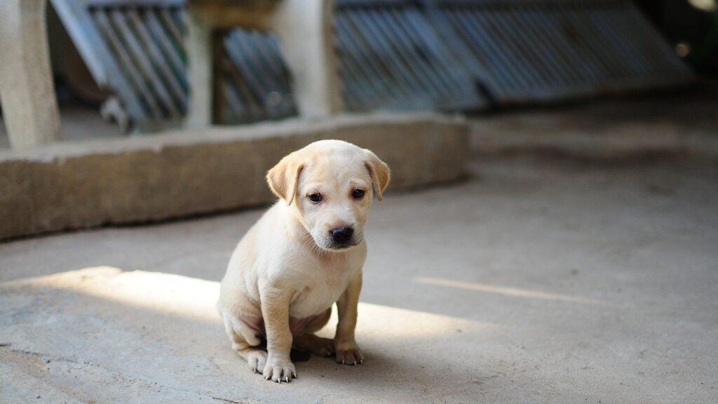 Mumbai Police Book Man for Sexual Assault, Puppy Abuse