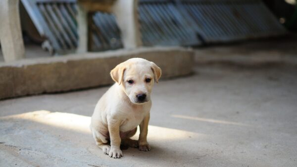 Mumbai Police Book Man for Sexual Assault, Puppy Abuse