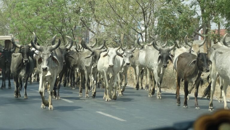 North Bengal Cattle Markets See Sharp Decline Ahead of Eid al-Adha Amid Restrictions