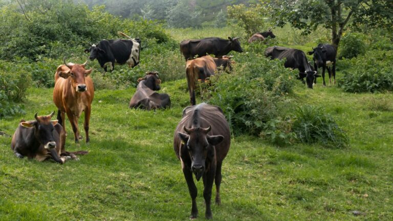 Gujarat Allocates ₹60 Cr to Convert Cow Dung, Organic Waste into Bio-CNG Fuel