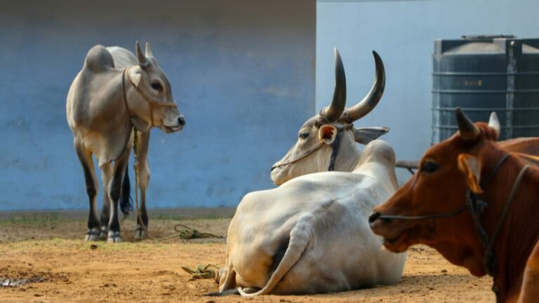 Jammu Administration Bans Movement of Cattle Outside District Without Official Approval