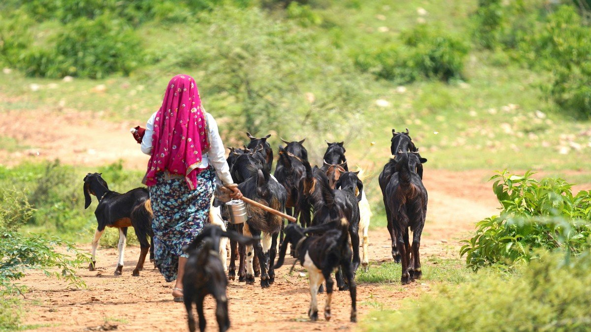 Eid-ul-Adha Animal Markets Slow Down as Traders in UP and Bengal Cite Fear, Uncertainty, and Financial Losses