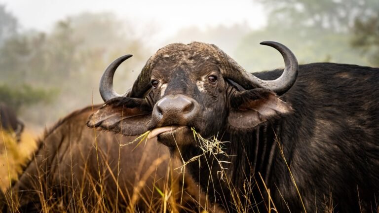 India’s Buffalo Meat Exports Cross $5 Billion, Set to Exceed $6 Billion