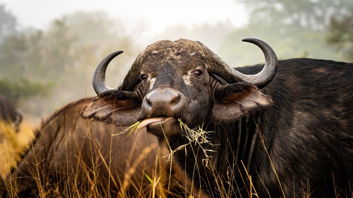 India’s Buffalo Meat Exports Cross $5 Billion, Set to Exceed $6 Billion