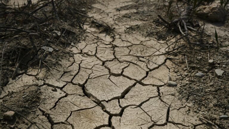 Maharashtra Declares Drought in 265 of 358 Talukas After Rainfall Deficit, Crop Losses